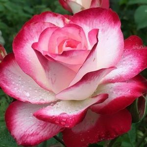 Meet your Posher, Mindi